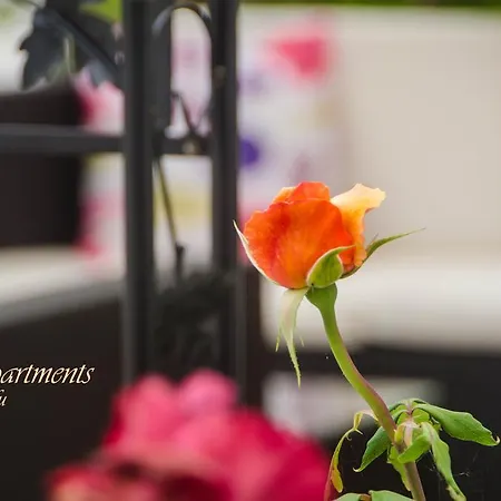 Apartment V.a Boutique And Acharavi (Corfu)